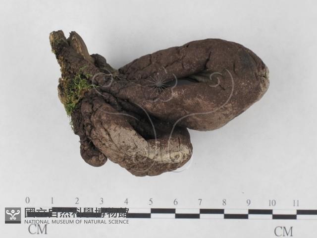 炭角菌屬藏品圖，第1張