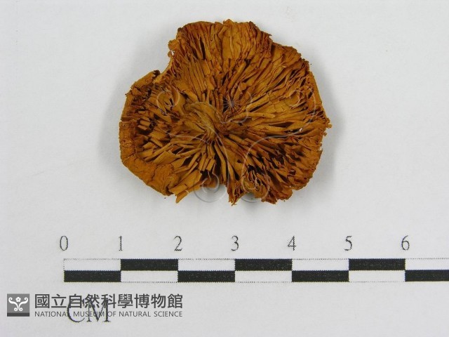 登錄號:F0013977藏品圖，第1張