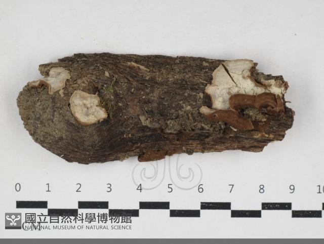 登錄號:F0033977藏品圖，第1張