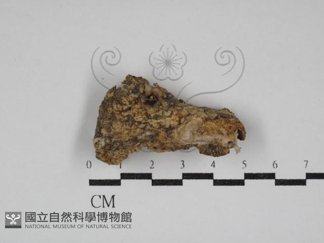 硬孔菌屬藏品圖，第1張