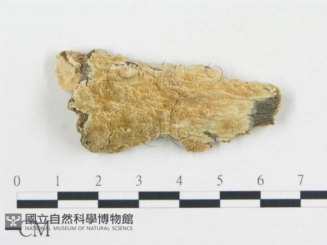 登錄號:F0006677藏品圖，第1張