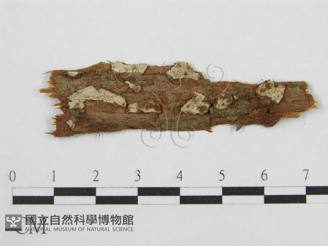 登錄號:F0016677藏品圖，第1張