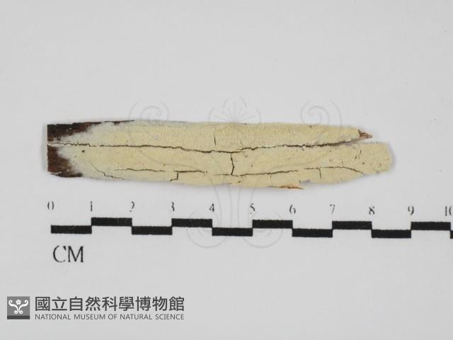 登錄號:F0031677藏品圖，第1張