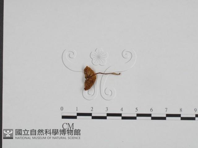 登錄號:F0024677藏品圖，第1張