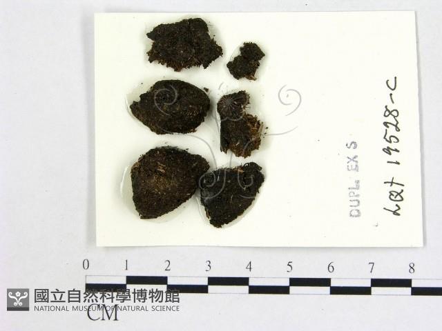 登錄號:F0004677藏品圖，第1張