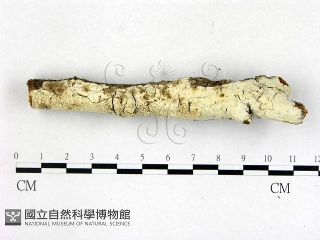 登錄號:F0022677藏品圖，第1張