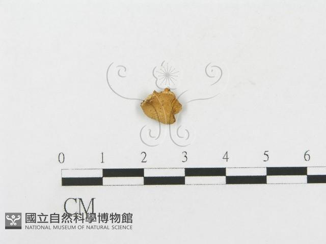 登錄號:F0002677藏品圖，第1張