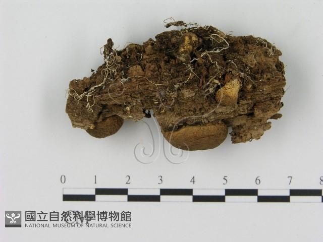 登錄號:F0012677藏品圖，第1張