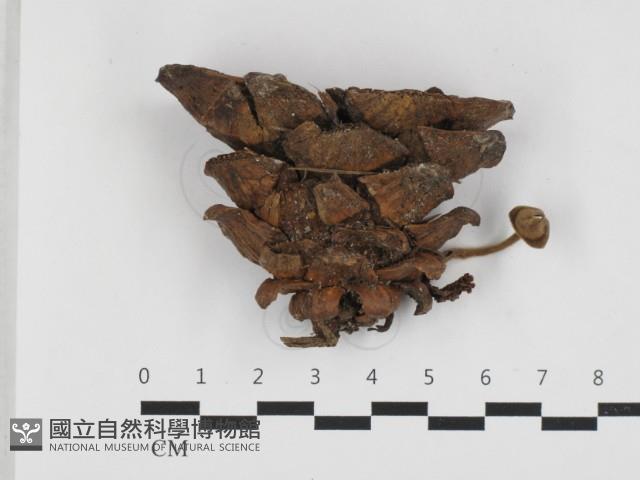 登錄號:F0032677藏品圖，第1張