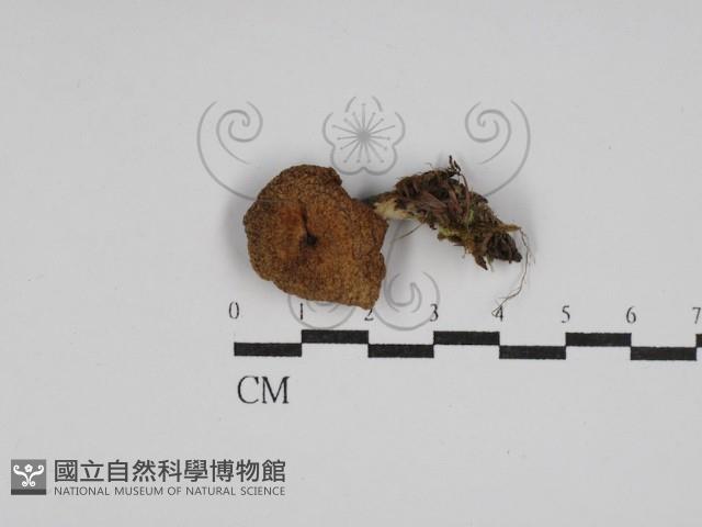 登錄號:F0027677藏品圖，第1張