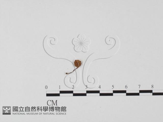 小菇屬藏品圖，第1張