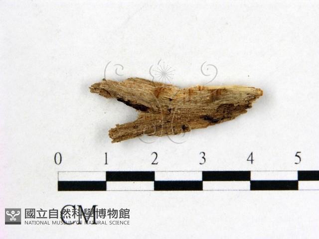 登錄號:F0005677藏品圖，第1張