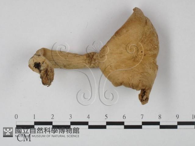 登錄號:F0015677藏品圖，第1張