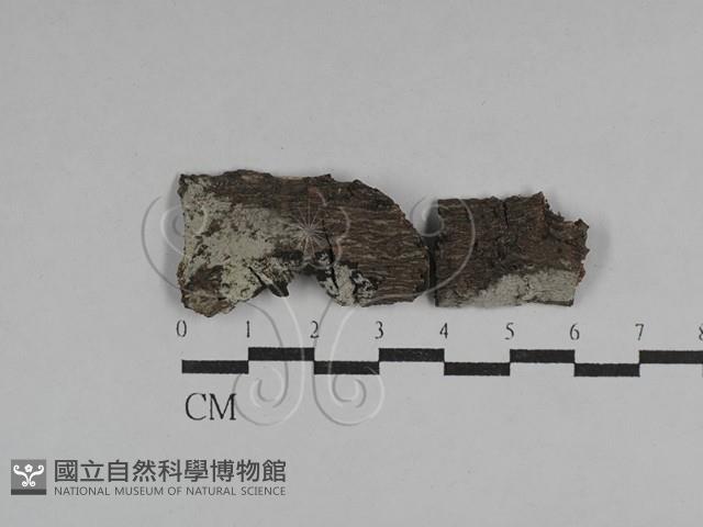 絲齒菌屬藏品圖，第1張