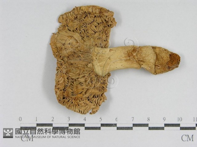 紅菇屬藏品圖，第1張