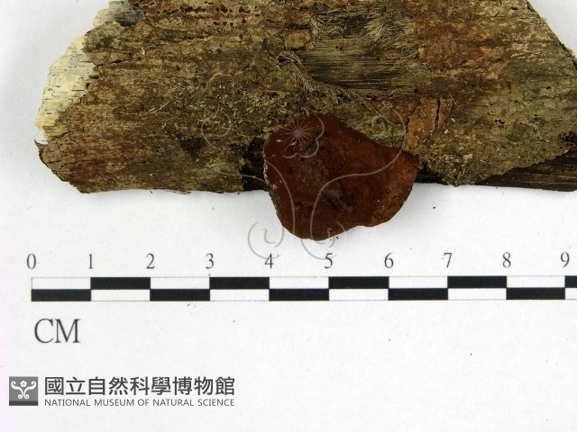 登錄號:F0003677藏品圖，第1張