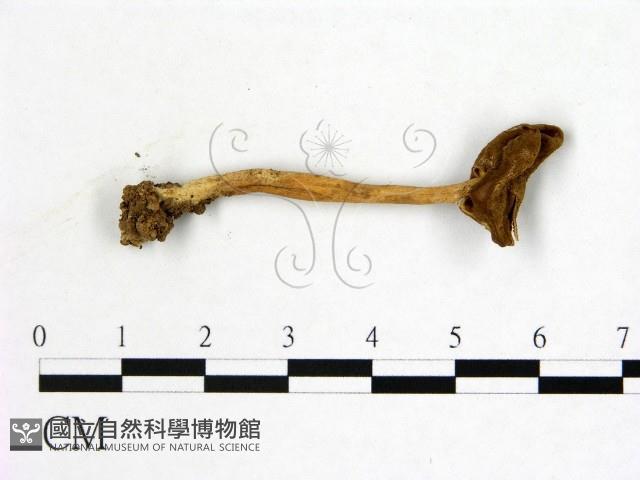 登錄號:F0013677藏品圖，第1張