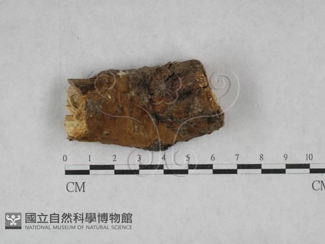 登錄號:F0028477藏品圖，第1張