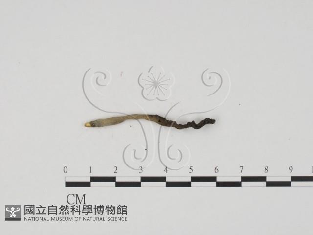 炭角菌屬藏品圖，第1張