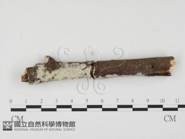 冇骨消絲齒菌藏品圖，第1張