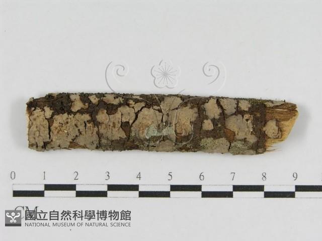 登錄號:F0010477藏品圖，第1張