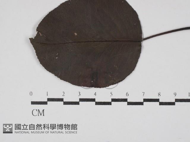 登錄號:F0030477藏品圖，第1張