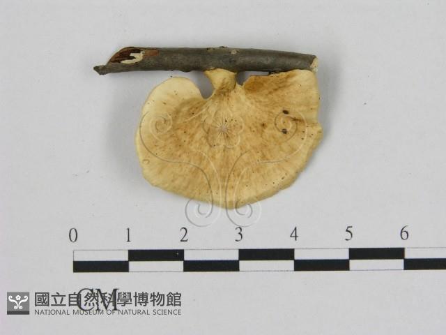 登錄號:F0006477藏品圖，第1張
