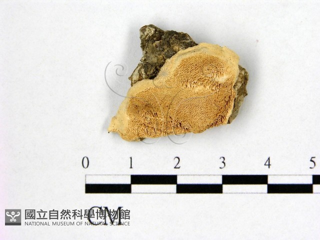 登錄號:F0016477藏品圖，第1張
