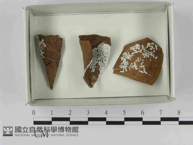 登錄號:F0021477藏品圖，第1張