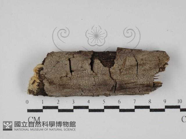 登錄號:F0001477藏品圖，第1張