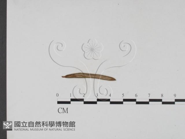 登錄號:F0011477藏品圖，第1張
