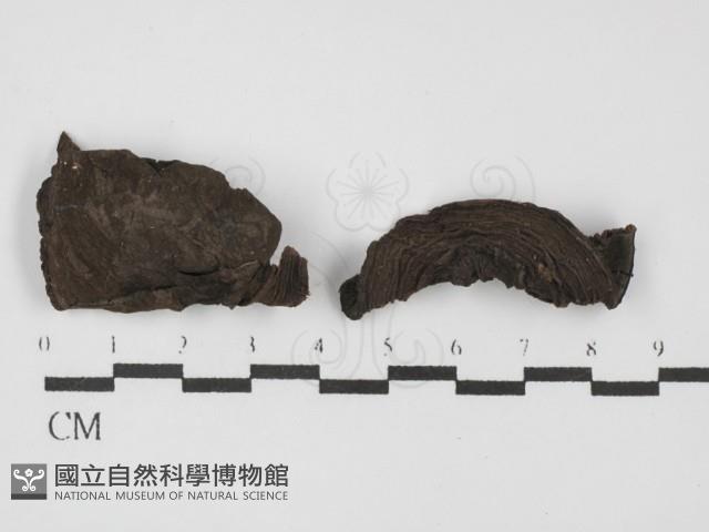 登錄號:F0031477藏品圖，第1張