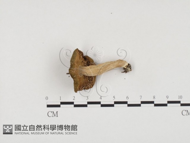 登錄號:F0024477藏品圖，第1張