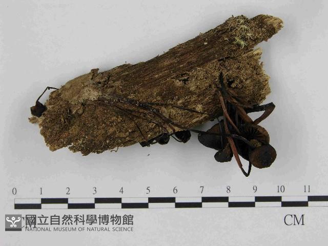 小菇屬藏品圖，第1張