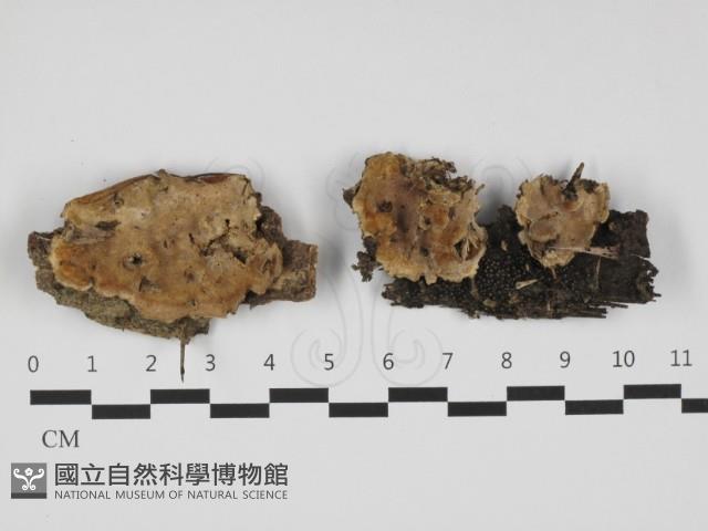 硬孔菌屬藏品圖，第1張