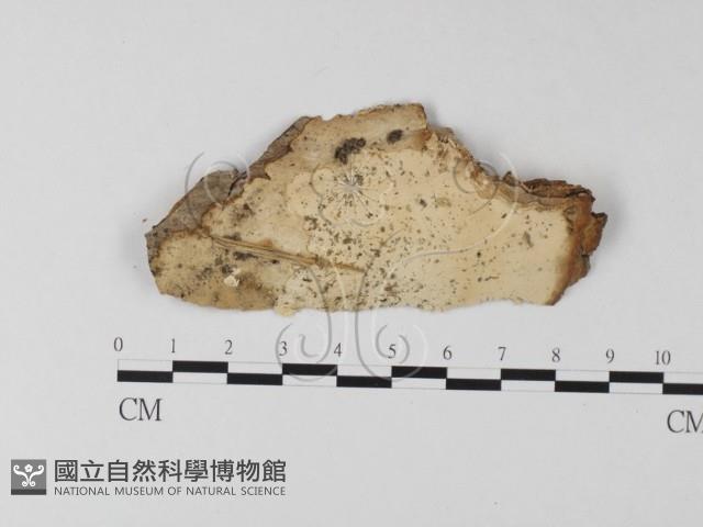 登錄號:F0025477藏品圖，第1張
