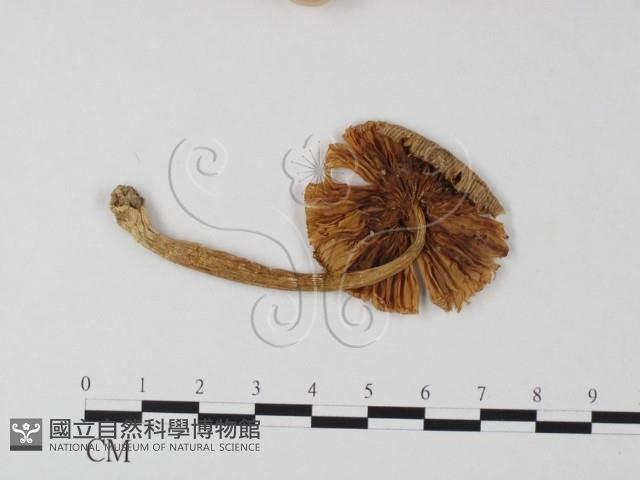 登錄號:F0005477藏品圖，第1張