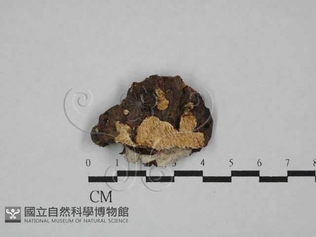 登錄號:F0029477藏品圖，第1張