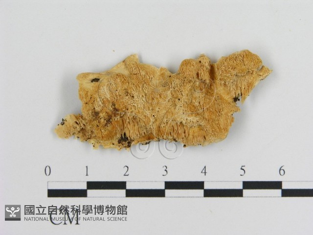 登錄號:F0009477藏品圖，第1張