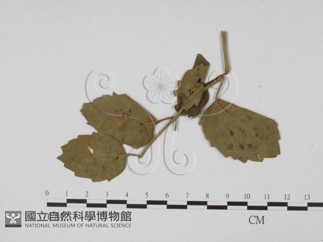 登錄號:F0019477藏品圖，第1張