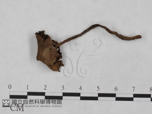 登錄號:F0023477藏品圖，第1張