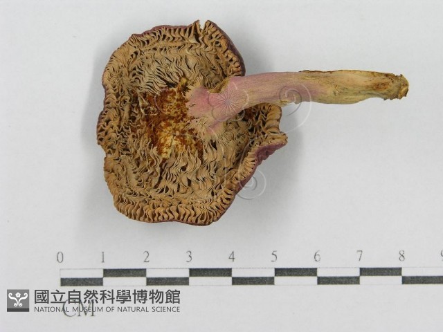 紅菇屬藏品圖，第1張