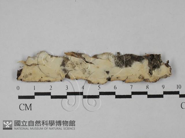 登錄號:F0028777藏品圖，第1張