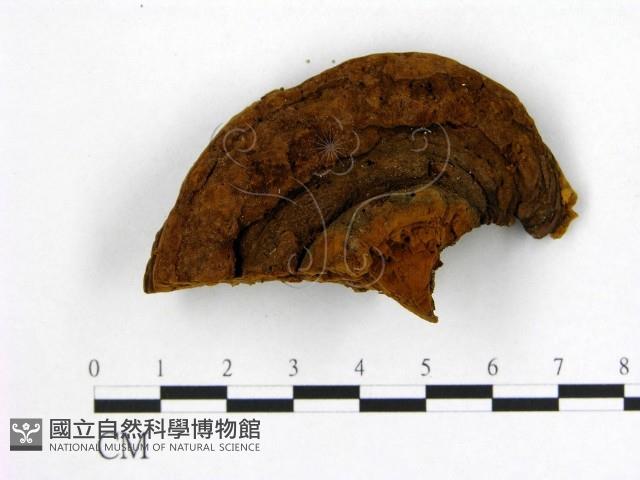 登錄號:F0008777藏品圖，第1張