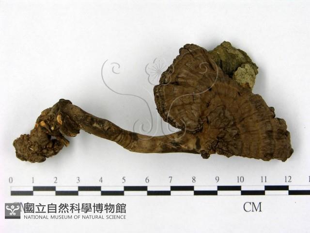 登錄號:F0018777藏品圖，第1張