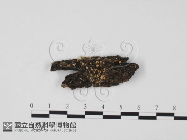 登錄號:F0020777藏品圖，第1張