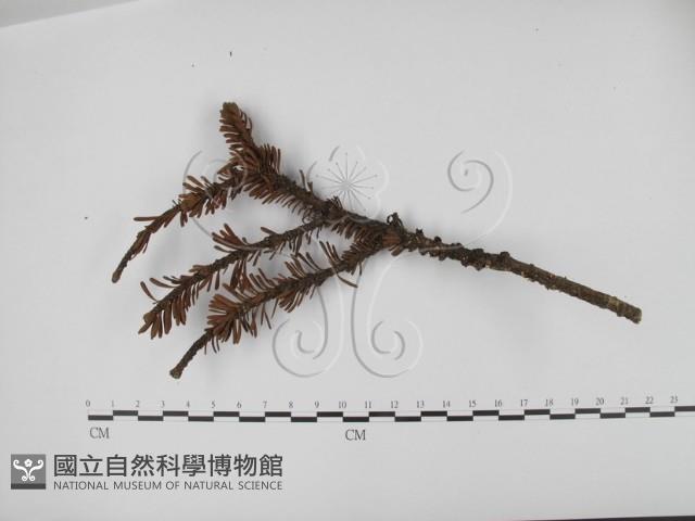 登錄號:F0000777藏品圖，第1張