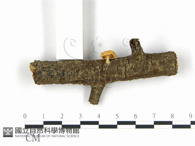 登錄號:F0010777藏品圖，第1張