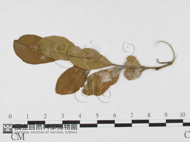 登錄號:F0026777藏品圖，第1張