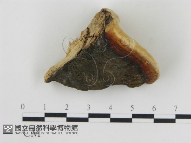 松生擬層孔菌藏品圖，第1張